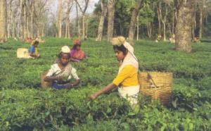 Harvesting Tea in Assam
