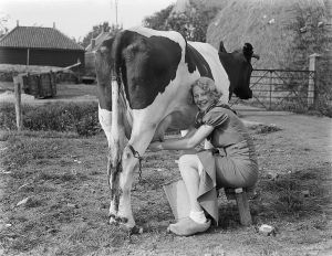 How 'Bout Them Shoes!! Beautiful Woman Milking Cow