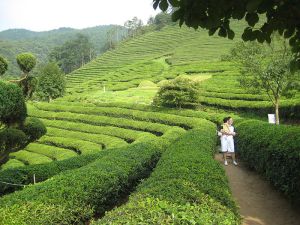 Mother and Child in Tea Field