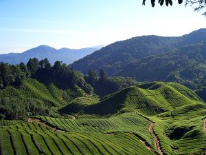 Tea Field