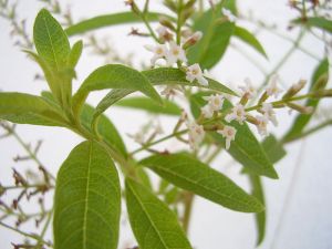Flowering Lemon Verbena