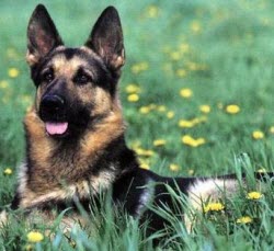 Dogs and Green Tea don't mix?