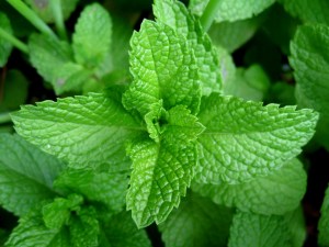 Mint Leaves Mint Leaves