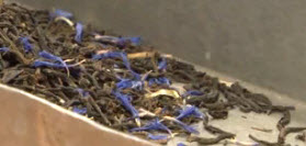 earl-grey-metropolitan-from-ets-video2