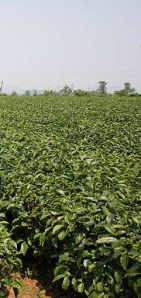 teaplantation01 Tea plantation