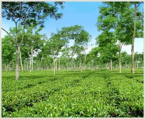 TeaGardenfromTheirSite One of the many McLeod Russel tea gardens