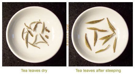 Tea_Blog_CATH-SilNdlC000