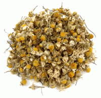 Nile Delta Camomile Nile Delta Camomile