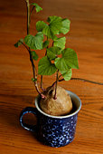 Sweet potato growing in a mug
