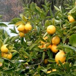 Lemon Tree Lemon Tree