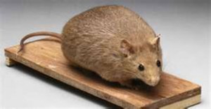 A mouse in need of green tea?