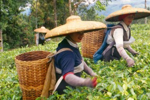 Tea harvest time