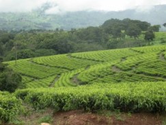 Verdant tea fields Verdant tea fields
