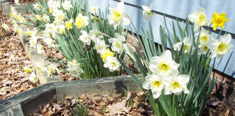 Plant the bulbs in Winter for blooms like this in Spring Plant the bulbs in Winter for blooms like this in Spring