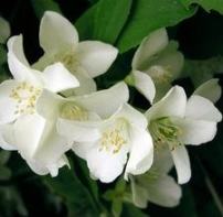 Jasmine Blooms (Photo by Maria Brzostowska from Fotolia.com)