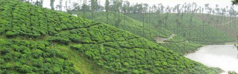 Gorgeous photos like this one do not a good tea web site make.