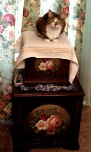 febpp2_tiffy_tearoom - small The kitties like to sit atop these boxes and keep us company. Today we’re hosting Tiffy.