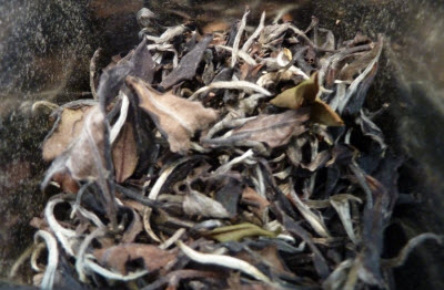 Forest White Hawaiian Tea Forest White Hawaiian Tea