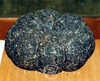 It’s not a rotted pumpkin. It’s a pu-erh tea cake! It’s not a rotted pumpkin. It’s a pu-erh tea cake!