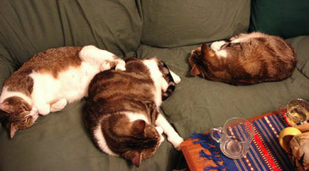 Getting a seat on the tea room sofa can be difficult once the kitties have settled in.