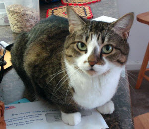 Tea lovers often give their cats tea-ish names. Here's our tea-coloured Tiffy.