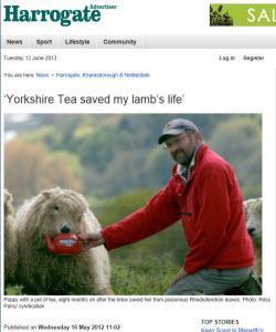 "Yorkshire Tea saved my lamb's life" "Yorkshire Tea saved my lamb's life"