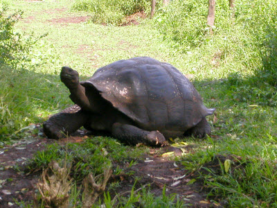 You don’t really have to crawl to do a tea room crawl! You don’t really have to crawl to do a tea room crawl!