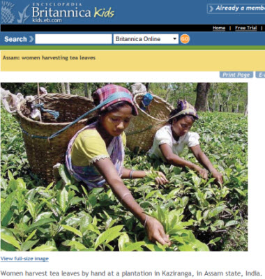 Hand harvesting in Assam India (Photo source: screen capture from site)