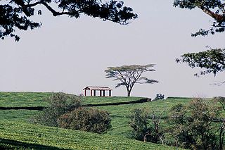 Malawi Tea Estate (Photo source: Wikipedia) Malawi Tea Estate (Photo source: Wikipedia)
