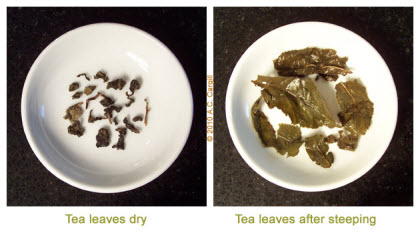 A popular Chinese oolong Tie Kuan Yin “Iron Goddess of Mercy” has the typical large leaves. (Photo source: A.C. Cargill, all rights reserved) A popular Chinese oolong Tie Kuan Yin “Iron Goddess of Mercy” has the typical large leaves. (Photo source: A.C. Cargill, all rights reserved)