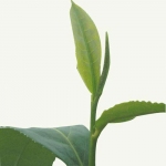 Tea leaves (Photo source: stock image)