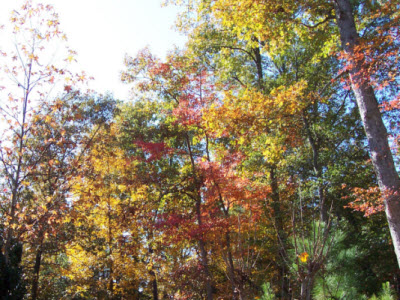 Sipping tea and enjoying those fall colors! (Photo source: A.C. Cargill, all rights reserved)
