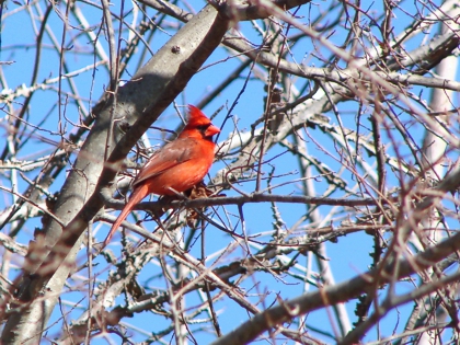 One of the locals - a female cardinal! She entertained me well while I sipped my tea! (Photo source: article author) One of the locals - a female cardinal! She entertained me well while I sipped my tea! (Photo source: article author)