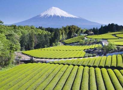 A very neat Japanese tea garden. (stock image)