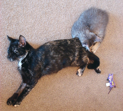Lira and Ashley. He likes to sleep curled up next to Mom when there’s no teapot available. (Lira had just been spayed when this photo was taken, so her leg is partially shaved.) (Photo source: article author)