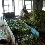 Mega tea vendors keep up with market demand. (Photo source: stock image)