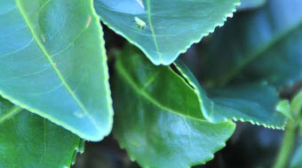 A leaf hopper enjoying a fine day of leaf sucking. (Photo source: Yahoo! Images)