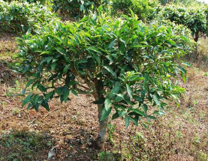 BaiYai Assamica DMS tea tree in Thailand. (Photo source: article author)