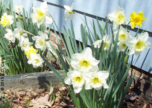 Daffodils or other fresh Springtime flowers are essential! (Photo source: A.C. Cargill, all rights reserved)