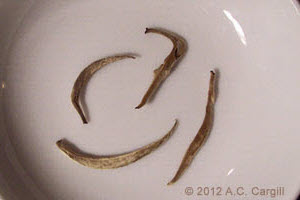 Tea_Blog_JT-2011SIYSN-C1a