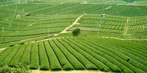 Tea Fields Of Yame Fukuoka Japan from Globeimages.net (From Yahoo! Images)