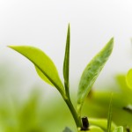 Cultivar or varietal? It’s all tea! (Stock image)