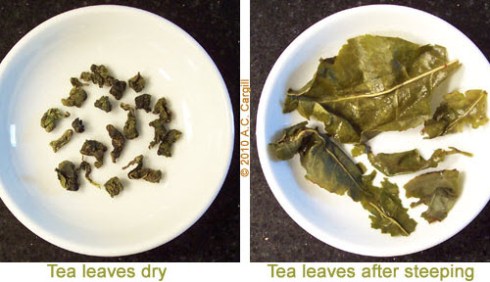 A Buddha Hand Oolong where the consistency of the leaves both dry and wet are not an issue in terms of determining quality. (Photo by A.C. Cargill, all rights reserved)