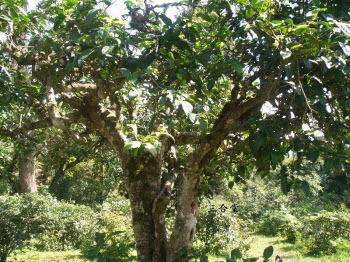 A tea tree claimed to be a hundred years old - just a baby in the lifetime of tea!