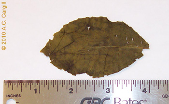 The size of a tea leaf (this is Buddha Hand Oolong – a high grade of oolong) is not necessarily an indication of the grade of the leaf. (Photo by A.C. Cargill, all rights reserved)