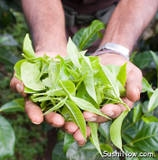 A great start to a tea leaf's journey to your cup! (stock image)