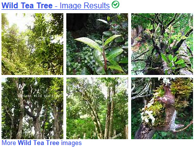 Supposed “wild” tea trees. (From Yahoo! Images)