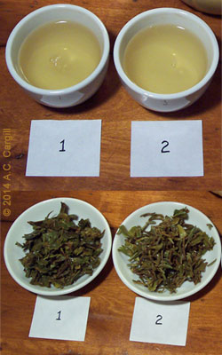 Darjeeling (#1) vs Nepalese (#2) (Photo by A.C. Cargill, all rights reserved)