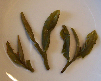 Longjing (Dragonwell) looks and tastes great (Photo by A.C. Cargill, all rights reserved)