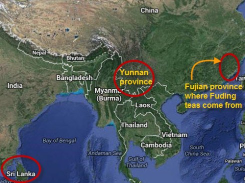 Map of Silver Needle origins